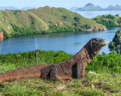 Komodo National Park Tour, Komodo Dragon Trip ...